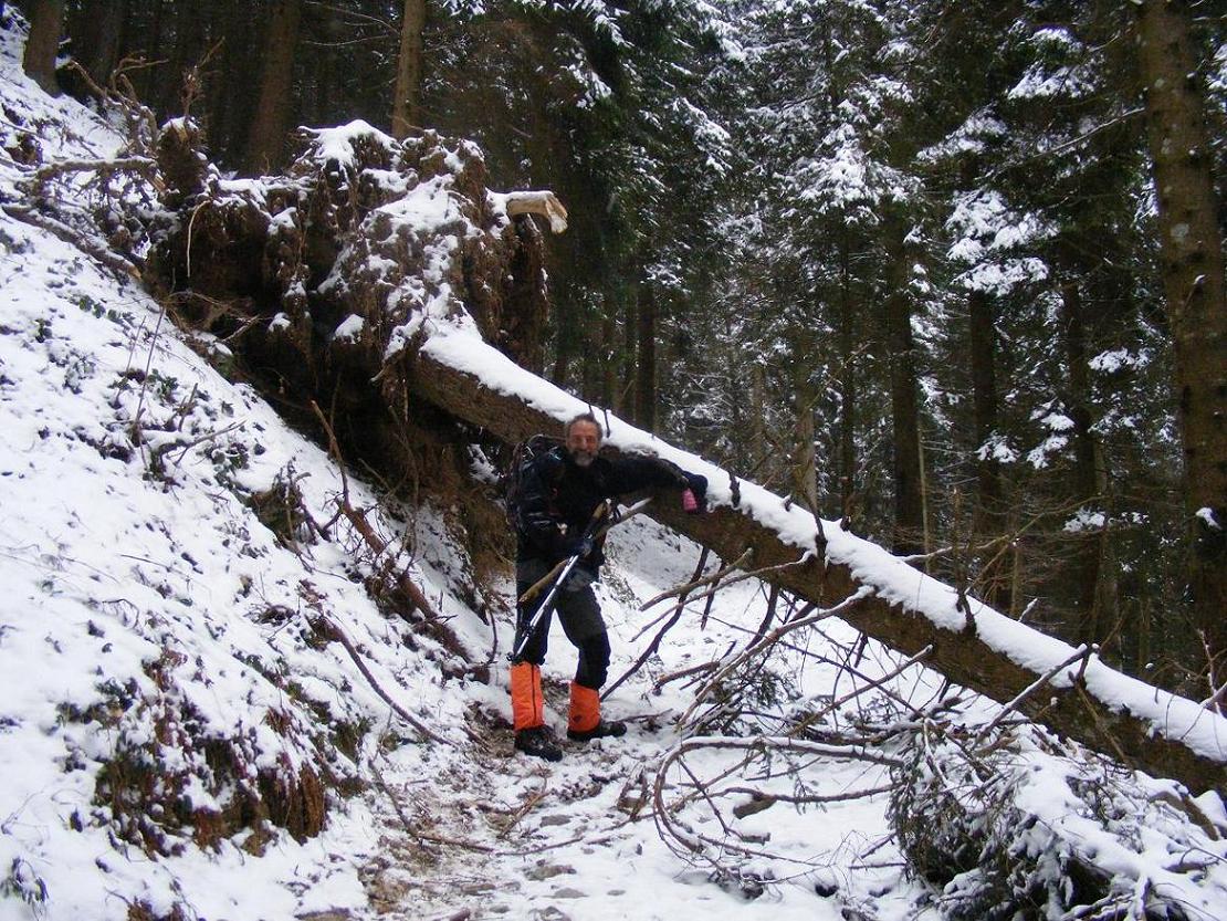 Nel bosco, una inutile strage.